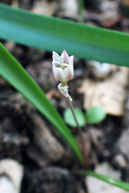 ヒメニラ　(姫韮)　ユリ科 ネギ属　　雌花・雄花・両性花があるという