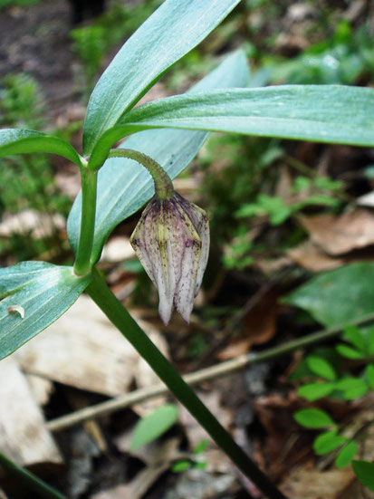 コシノコバイ旧ページ - 野山に自然に咲く花のページ