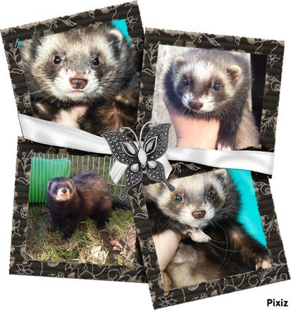 Cliquez sur la photo pour voir les petits ! 