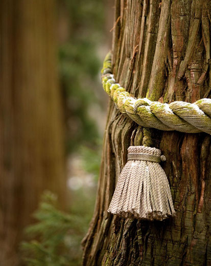 corde sacrée (shimenawa) 