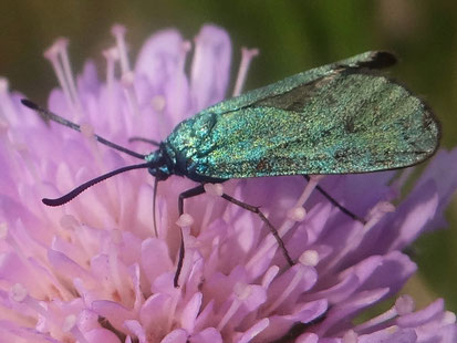 Schmetterling des Jahres 2023:     Ampfer-Grünwidderchen     Adscita statices