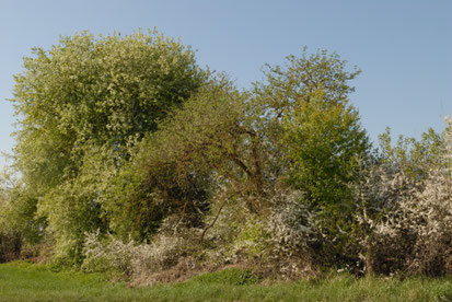 Hecken und Feldgehoelze - Dr. Eberhard Pfeuffer, LBV Bildarchiv