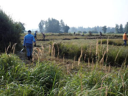 Arbeitseinsatz im Plesser Ried 2019 (Foto: Hermann Kunze)