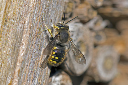 Wollbiene (Anthidium)