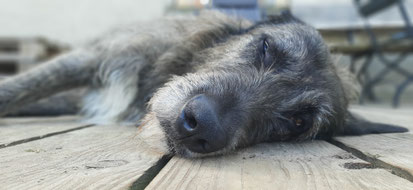 Ein großer grauer Hund schläft in der Sonne