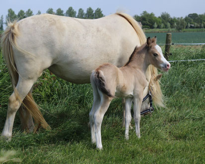 Oostdijk's Ceridwen Manwë (Islyn Derwyn x Oostdijk's Ceridwen Míriel, Ster)