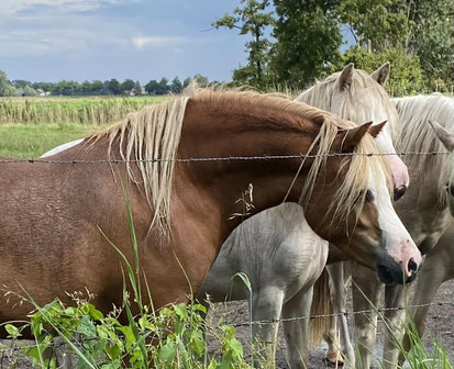 Oostdijk's Ceridwen Maëlynn, 2021, vos, merrie (Perlhof Gable x Oostdijk's Ceridwen Memory, Keur, Preferent)