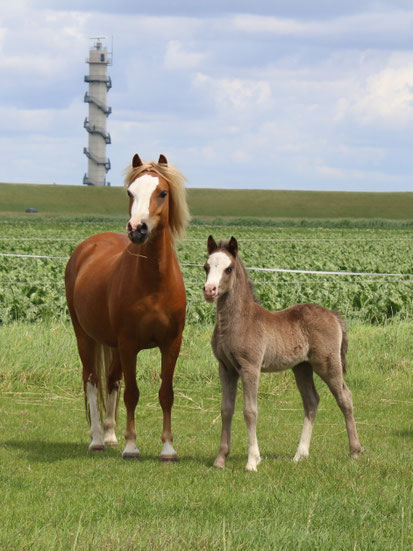 Oostdijk's Ceridwen Maëlynn, 2021, vos, merrie (Perlhof Gable x Oostdijk's Ceridwen Memory, Keur, Preferent)