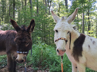 los geht´s - Eselwandern mit Aron und Karel