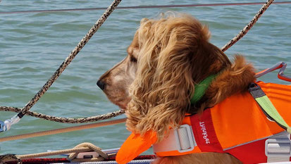 Cockerspaniel mit Schwimmweste schaut von einem Segelboot über die Reling auf das Wasser