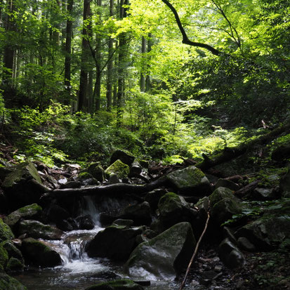讃岐山脈の湧き水