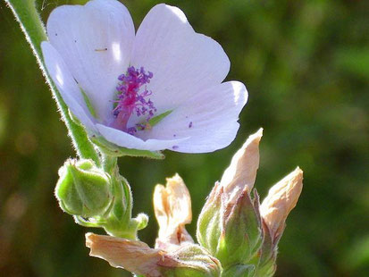 Marshmallow (Althea officinalis) Sore Throat Brochitis Upset Stomach