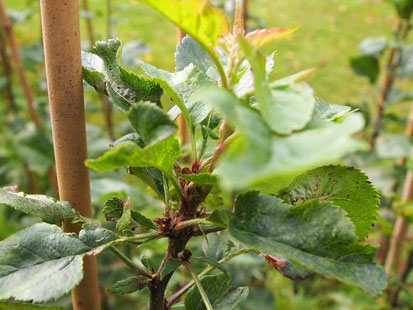 Profuse lateral shoot growth after thrip damage to terminal bud on apple seedling 