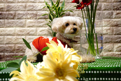 花と犬