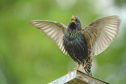 Star (Foto: Werner Borok)