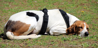 Gefleckter Hund liegt schlafend im Gras.