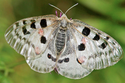 Schmetterling des Jahres 2023:     Ampfer-Grünwidderchen     Adscita statices