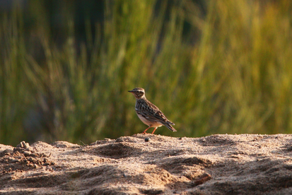 Eine Heidelerche steht auf sandigen Boden. Im Hintergrund befindet sich hohes, grünes Gras.