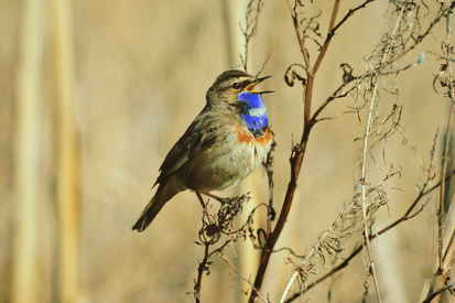 Ein singendes Blaukehlchen sitzt auf einem dünnen Ast