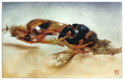 Makroaufnahmen,Insekten, Kunst, Künstlerisch bearbeitet, Insekten am Straßenrand gefunden, Memento Mori, P.Celan, Wegränder