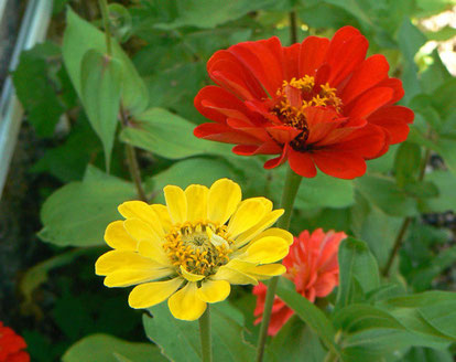 Bordure multicolore de zinnias le long du mur