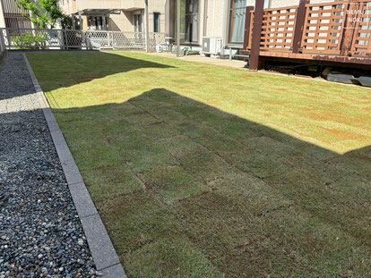 高麗芝、張り替え、ザバーン240、雑草対策、ガーデン、千葉市、君津市