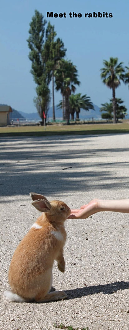 Do you like rabbit? Source: Hiroshima prefecture