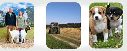 bio-landwirtschaft-kitze-welpen-hofhund