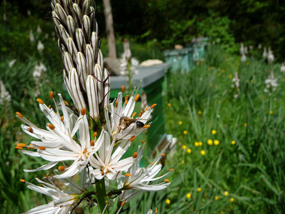 Abeille sur asphodèle, rucher de Fabian (1200m).