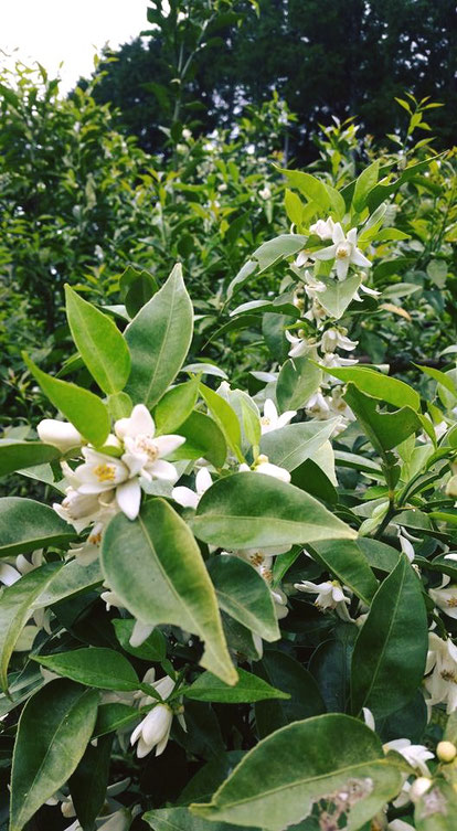 川根の有機栽培茶　樽脇園　柚子の花