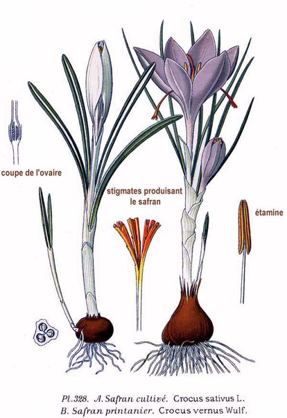 Crocus sativus & C. vernus, illustration by Amédée Masclef, from Atlas des plantes de France, 1891. Public domain.