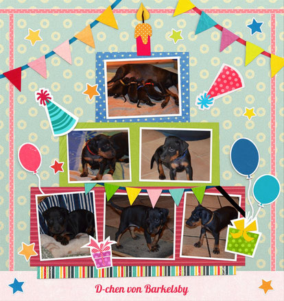 D-chen von Manchester Terrier von Barkelsby