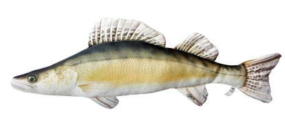 Drill Point Fishing Onlineshop - Angel-Zubehör, Unterkategorie Accessoire, Produktangebote Fisch-Kissen, Plüschtiere, Stofftier-Fische, Fische als Plüschtier, Spielzeug-Fische, usw. Jetzt ein Geschenk für den Fischer günstig online kaufen!