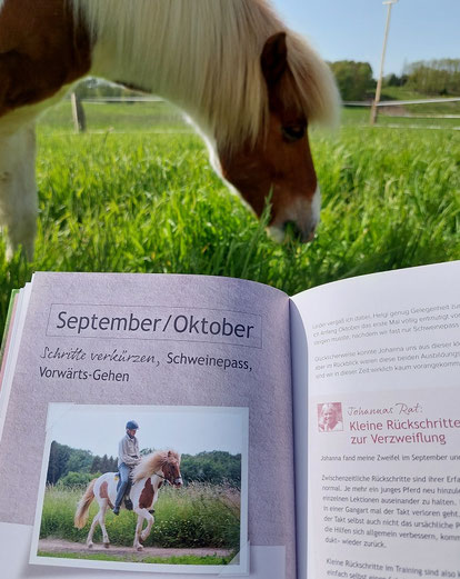 Das Buch "Helgis Jungpferdetagebuch" ist aufgeschlagen im Kapitel "September/Oktober: Schritte verkürzen, Schweinepass, Vorwärts-Gehen". Im Hintergrund ist die Hauptperson des Buchs zu sehen: Islandpferd Helgi grast zufrieden auf einer saftigen Weide.