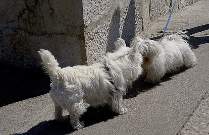Hundebegegnungstraining
