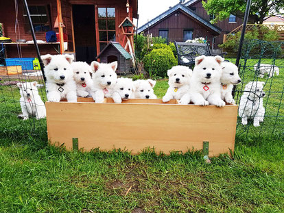 Nachwuchs Hundebabys Solarterrassendach