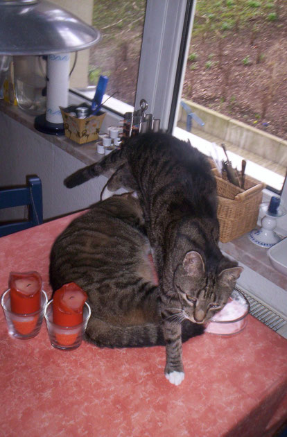 Ich geh lieber stiften - der Tisch ist tabu für uns - eigentlich hi hi