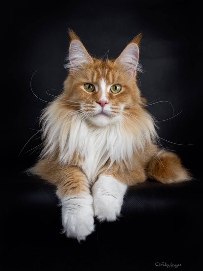 Fotovorlage für das Katzengemälde von Cat'chy Images