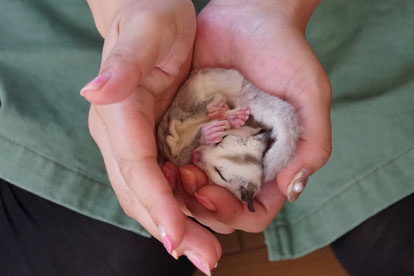 手の中で眠るフクロモモンガ
