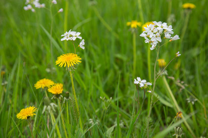 Wiesenschaumkraut und Löwenzahn Foto: NABU/ Klemens Karkow