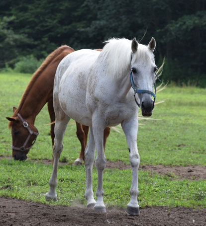 守りつづける、いのち――オーシァン愛馬の会 oceanaibanokai ページ！