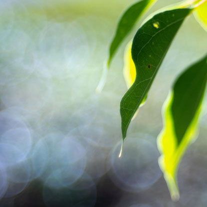 Trioplan 100mm f2.8