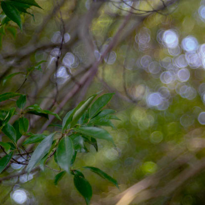 Trioplan 100mm f2.8
