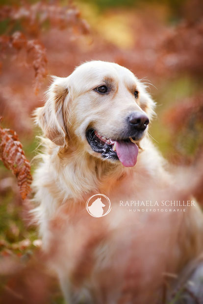 Tierfotograf Hundefotograf Fotograf Fotostudio Hund Welpe Welpen Hunde Fotoshooting Rheinfelden Lörrach Basel Freiburg im Breisgau Bern Bad Säckingen Zürich Hundefotografie Hundeshooting Hundefotoshooting Hundefotos