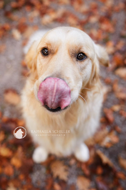 Tierfotograf Hundefotograf Fotograf Fotostudio Hund Welpe Welpen Hunde Fotoshooting Rheinfelden Lörrach Basel Freiburg im Breisgau Bern Bad Säckingen Zürich Hundefotografie Hundeshooting Hundefotoshooting Hundefotos