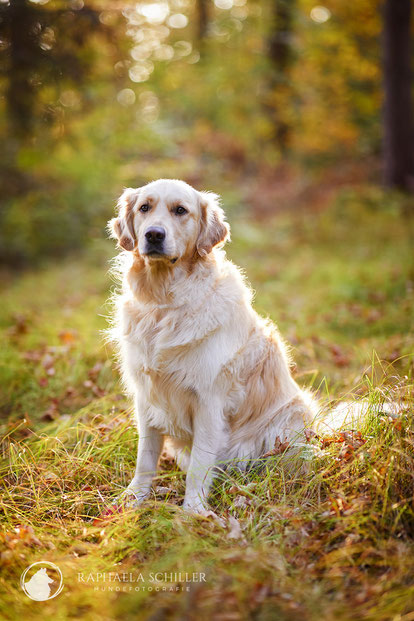 Tierfotograf Hundefotograf Fotograf Fotostudio Hund Welpe Welpen Hunde Fotoshooting Rheinfelden Lörrach Basel Freiburg im Breisgau Bern Bad Säckingen Zürich Hundefotografie Hundeshooting Hundefotoshooting Hundefotos