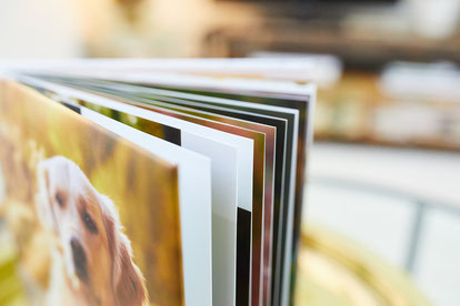 Tierfotograf Hundefotograf Fotograf Fotostudio Hund Welpe Welpen Hunde Fotoshooting Rheinfelden Lörrach Basel Freiburg im Breisgau Bern Schweiz Zürich Hundefotografie Hundeshooting Hundefotoshooting Hundefotos Hundeportrait Hundeporträt Rassehund