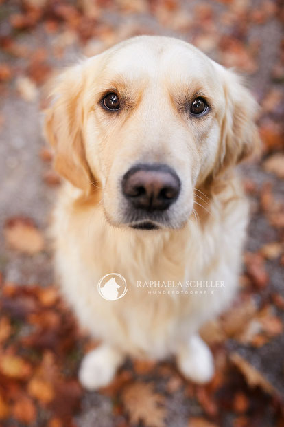 Tierfotograf Hundefotograf Fotograf Fotostudio Hund Welpe Welpen Hunde Fotoshooting Rheinfelden Lörrach Basel Freiburg im Breisgau Bern Bad Säckingen Zürich Hundefotografie Hundeshooting Hundefotoshooting Hundefotos