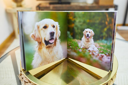 Tierfotograf Hundefotograf Fotograf Fotostudio Hund Welpe Welpen Hunde Fotoshooting Rheinfelden Lörrach Basel Freiburg im Breisgau Bern Schweiz Zürich Hundefotografie Hundeshooting Hundefotoshooting Hundefotos Hundeportrait Hundeporträt Rassehund
