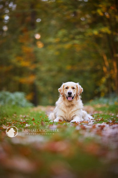 Tierfotograf Hundefotograf Fotograf Fotostudio Hund Welpe Welpen Hunde Fotoshooting Rheinfelden Lörrach Basel Freiburg im Breisgau Bern Bad Säckingen Zürich Hundefotografie Hundeshooting Hundefotoshooting Hundefotos
